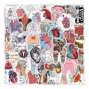 Op de afbeelding: Een verzameling anatomische stickers met gedetailleerde illustraties van het menselijk hart, de longen, de hersenen en het skelet. De stickers bevatten tekst zoals "Hip F", "SOAS", "GO TIBIA OKAY", "BREAK EM" en "TAKE EM". De stickers zijn in verschillende kleuren.