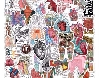 50 autocollants d'anatomie d'organes humains | Stickers médicaux en vinyle Cartoon pour ordinateur portable, bouteille d'eau, téléphone | Pack scientifique imperméable