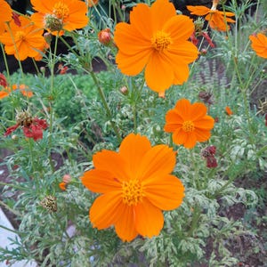 Könnte beinhalten: Nahaufnahme von leuchtend orangefarbenen Kosmosblüten in voller Blüte. Die Blütenblätter sind ein helles, sonniges Orange, das ein gelbes Zentrum umgibt. Die Blumen sind von grünem Laub mit weißen Sprenkeln umgeben, was eine natürliche, farbenfrohe Szene schafft.