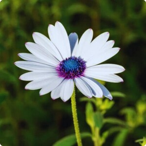 Puede incluir: Primer plano de una flor blanca similar a una margarita, con un centro azul vibrante y acentos morados. Los pétalos tienen delicadas puntas rosas. La flor se encuentra sobre un fondo verde borroso, resaltando sus colores brillantes y detalles intrincados.