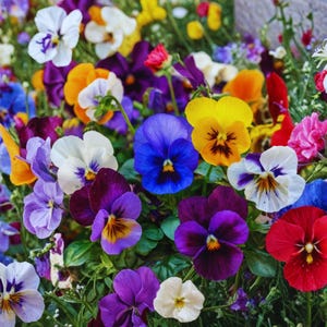 May include: A vibrant close-up of a variety of colorful pansies in full bloom. The flowers display a spectrum of colors, including purple, yellow, white, orange, and blue. The petals have intricate patterns and textures, creating a visually appealing floral arrangement.