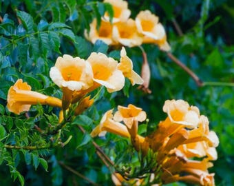 chinese lampion plant Chinese Lanterns Seeds from Mr Fothergill's Seeds and Plants