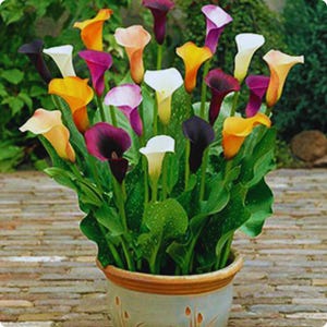 May include: A vibrant potted arrangement of calla lilies in full bloom. The flowers display a variety of colors, including white, yellow, orange, pink, and deep purple. The green foliage provides a lush backdrop for the colorful blooms. The pot is a light beige with decorative accents.