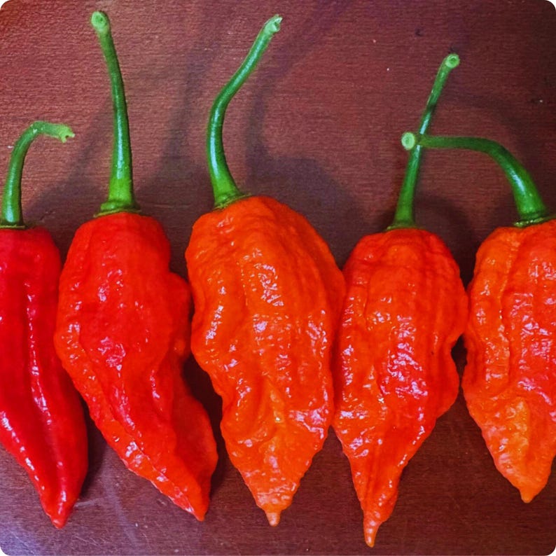 Ghost Pepper Seeds (20) – Bhut Jolokia Super Hot Heirloom Chili Seeds ...
