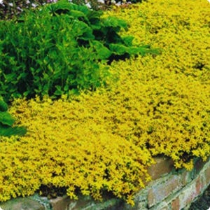 Puede incluir: Una imagen vibrante de un parterre con una mezcla de vegetación y plantas de flores amarillas brillantes. Las flores amarillas caen sobre un muro de ladrillo bajo, creando un contraste colorido con el follaje verde.