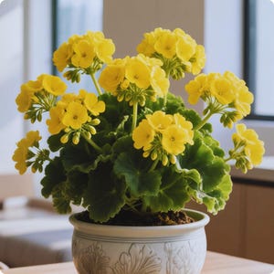 Zeldzame gele geraniumzaden 10 | Elegante meerjarige bloemen |  Sierbloem voor tuin en containers