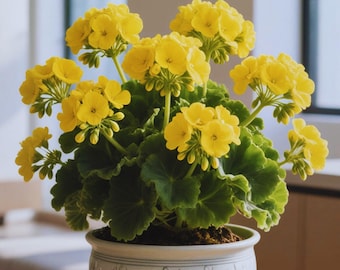 Rare Yellow Geranium Seeds 10 | Elegant Perennial Blooms |  Ornamental Flower for Garden & Containers