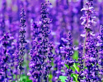 English Lavender Seeds (100+) – Heirloom Purple Garden & Container Plants
