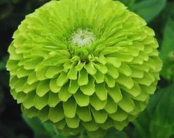 Green Zinnia Flower Seeds (100) – Lime Green Blooms, Annual Easy Grow Garden Flowers
