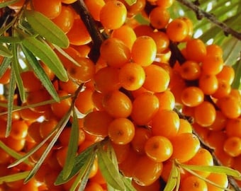 Semillas de espino amarillo (50 unidades) / Hippophae rhamnoides / Arbusto resistente para jardín y paisajismo