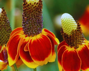 Mexican Hat Flower Seeds (400) – Ratibida columnifera Easy Grow Wild Garden Blooms