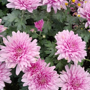 Puede incluir: Primer plano de vibrantes flores de crisantemo rosa en plena floración. Los pétalos son en capas y densos, creando una forma completa y redondeada. El follaje verde rodea las flores, con algunas flores amarillas en el fondo. La imagen está bien iluminada.