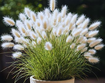 Op de afbeelding: Een potplant met pluizige, witte, veervormige bloemen en lange, grasachtige, groene bladeren. De plant staat in een beige, ronde pot. De achtergrond is een wazig beeld van groen gebladerte.