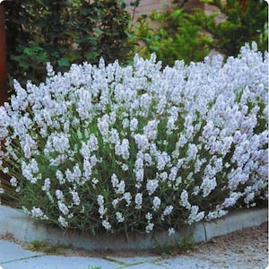 May include: A dense bush of white lavender flowers in full bloom. The plant has long, slender green leaves and is planted near a concrete curb. The flowers are clustered together, creating a full and vibrant appearance.
