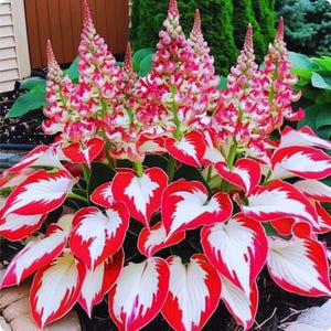 May include: A vibrant close-up of a hosta plant with striking red and white variegated leaves. Tall flower spikes display clusters of pink and white blooms. The plant is set against a backdrop of green foliage and a brown wooden fence.
