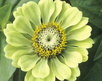 Nasiona Zinnia Envy (200+) – Zinnia elegans, jednoroczne kwiaty ogrodowe