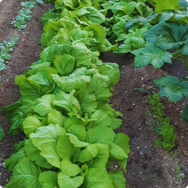Mustard Rows Florida Broadleaf Mustard Seeds | Spring Greens | 2000+ Seeds - Etsy