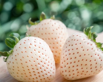 Semillas de fresa blanca (100) – Planta rara de jardín de reliquia de Pineberry