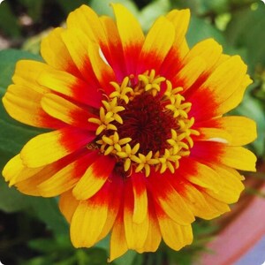 May include: A close-up of a vibrant zinnia flower. The petals are a bright yellow, transitioning to a fiery red towards the center. The flower's core is a deep maroon, surrounded by small yellow florets. Green foliage provides a natural backdrop.