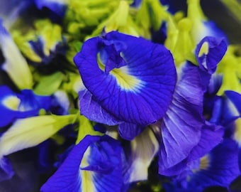 Blaue Schmetterlingserbse Blumensamen (50) - Clitoria ternatea Zierranke