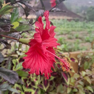 100 Red Hibiscus Seeds Hibiscus Rosa-sinensis Garden Flowers Seed