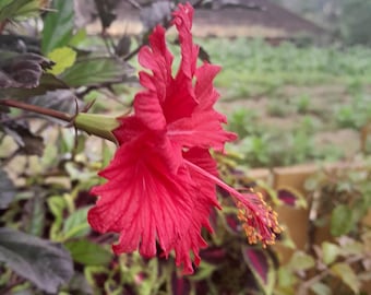100 graines de fleurs d'hibiscus rouge | Graines de plantes ornementales tropicales de jardin