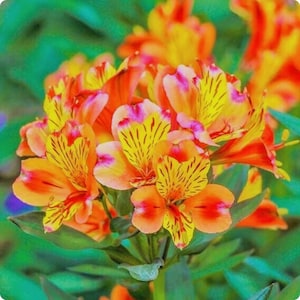 May include: Close-up of vibrant orange, yellow, and pink Alstroemeria flowers. The petals have dark orange and yellow stripes. The flowers are set against a blurred green background.