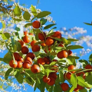 Puede incluir: Primer plano de una rama cargada de frutos de azufaifo maduros, de color marr&oacute;n rojizo. Las frutas est&aacute;n rodeadas de hojas verdes y peque&ntilde;as flores blancas, sobre un cielo azul brillante. La imagen captura la belleza natural del azufaifo.