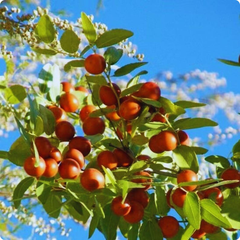 Puede incluir: Primer plano de una rama cargada de frutos de azufaifo maduros, de color marr&oacute;n rojizo. Las frutas est&aacute;n rodeadas de hojas verdes y peque&ntilde;as flores blancas, sobre un cielo azul brillante. La imagen captura la belleza natural del azufaifo.