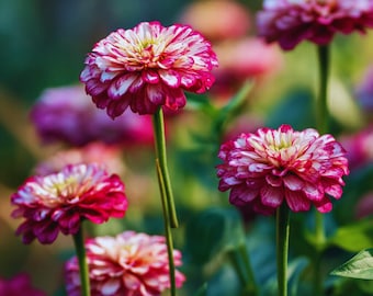 Peppermint Stick Zinnia Seeds (25) – Candy Stripe Mix Zinnia elegans Easy Grow Annual