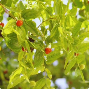 Puede incluir: Primer plano de una rama de &aacute;rbol con hojas verdes brillantes y peque&ntilde;os frutos redondos y rojos. Las hojas son largas y ovaladas, con una textura ligeramente brillante. Las frutas son de un color rojo vibrante, contrastando con el follaje verde.