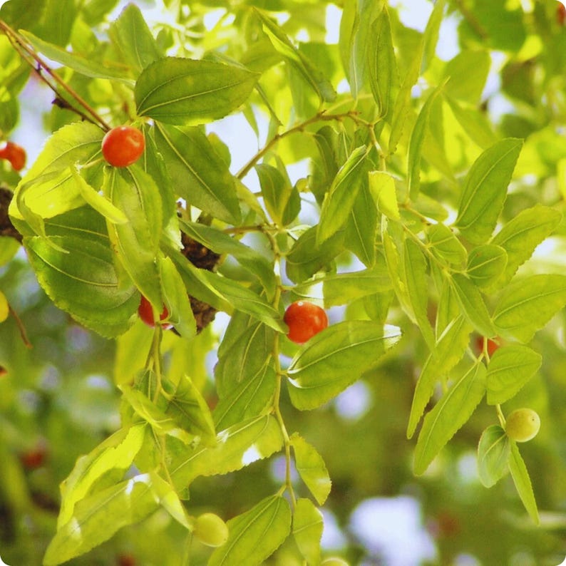 Puede incluir: Primer plano de una rama de &aacute;rbol con hojas verdes brillantes y peque&ntilde;os frutos redondos y rojos. Las hojas son largas y ovaladas, con una textura ligeramente brillante. Las frutas son de un color rojo vibrante, contrastando con el follaje verde.