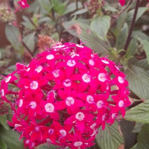 Pentas Lanceolata Flower Seed 50 Flower Seeds