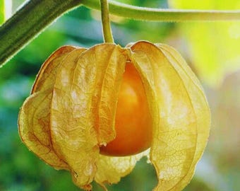 Semillas de Tomate (50) – Uchuva, planta de jardín, sin OMG