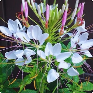 Puede incluir: Primer plano de flores de araña blancas con delicados pétalos y largos estambres finos. Los capullos florales son una mezcla de rosa y verde, con hojas verdes vibrantes en el fondo. La imagen muestra los intrincados detalles de la flor.