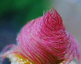 Graines Geum Triflorum - Fleurs de printemps rose fumée des prairies 20 pcs