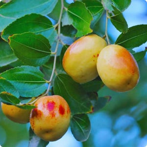 Puede incluir: Primer plano de frutos de azufaifo en una rama con hojas verdes. Los azufaifos son amarillos con manchas rojizas y un aspecto brillante. El fondo es azul suave, creando una est&eacute;tica natural y fresca. La imagen destaca los productos frescos.