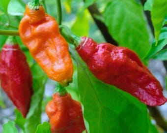 ゴーストペッパー（ブートジョロキア）の種25粒｜庭植え用の伝統的な