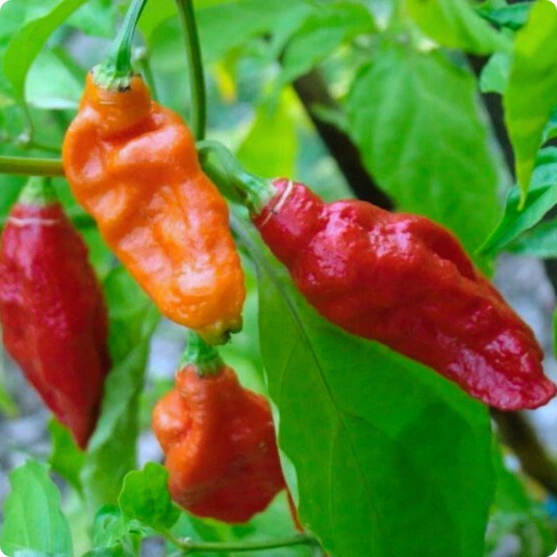 Ghost Pepper Seeds (20) – Bhut Jolokia Super Hot Heirloom Chili Seeds ...