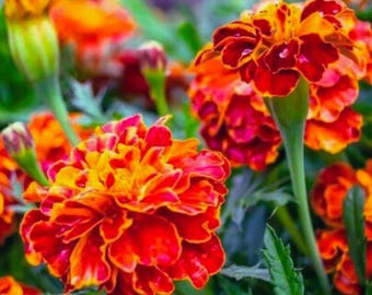 Sparky French Marigold Seeds (100) – Mixed Color Annual Garden Flowers, Easy Grow