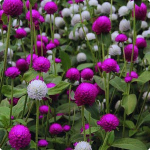 May include: A field of vibrant globe amaranth flowers in full bloom. The image showcases a mix of bright magenta and white spherical flower heads, set against a backdrop of green foliage and slender stems. The flowers are in various stages of bloom.