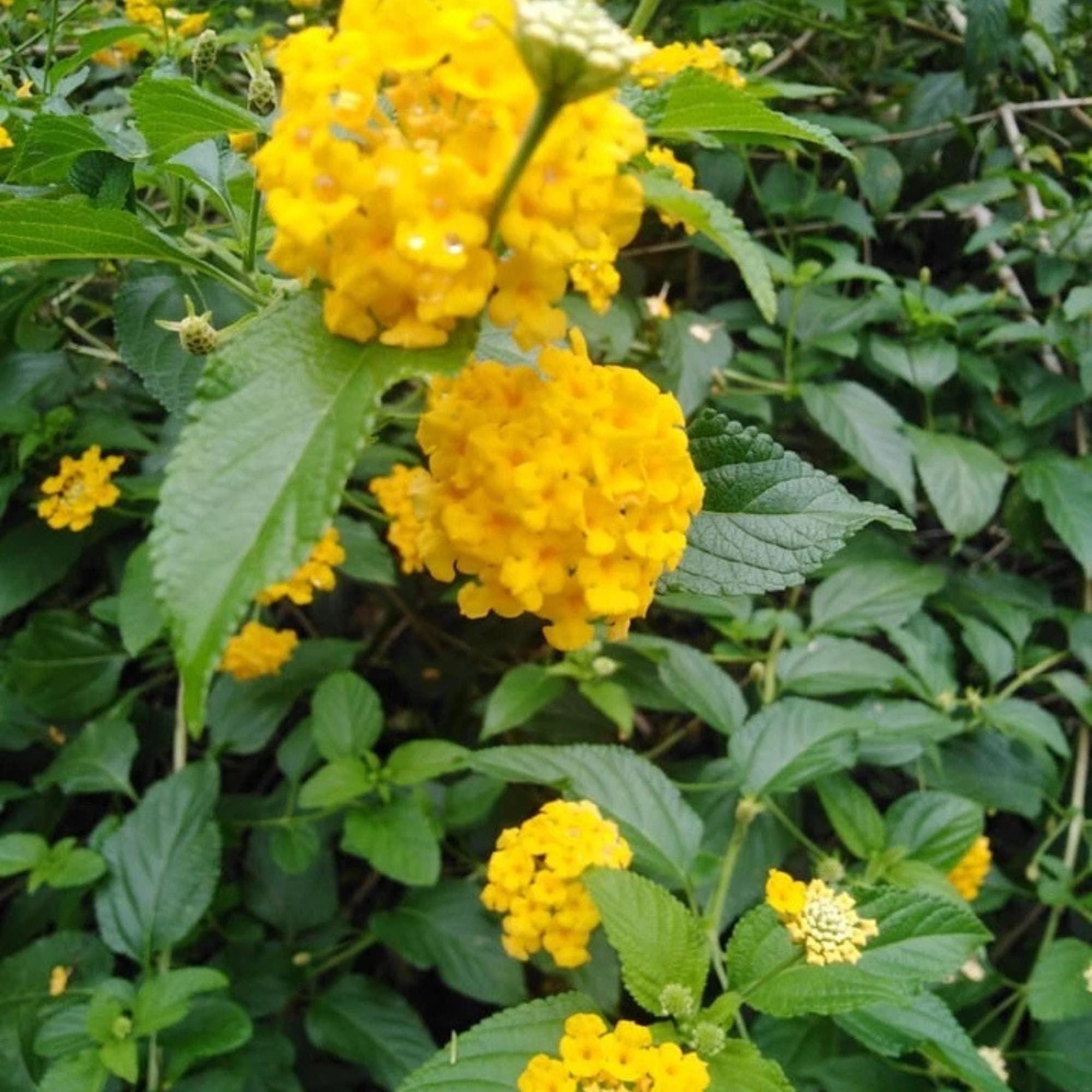 Yellow Lantana Camara flower Stock Photo Yellow Lantana Camara flower Stock Photo