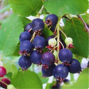 Pode incluir: Close-up de um cacho de bagas maduras, roxas escuras, com pequenos caules castanho-avermelhados. As bagas são rodeadas por folhas e caules verdes, com algumas bagas verdes não maduras. Tema natural e orgânico.