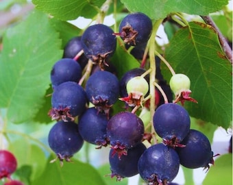 Semillas de Amelanchier alnifolia (20 semillas) / Arbusto frutal resistente para jardín y paisajismo