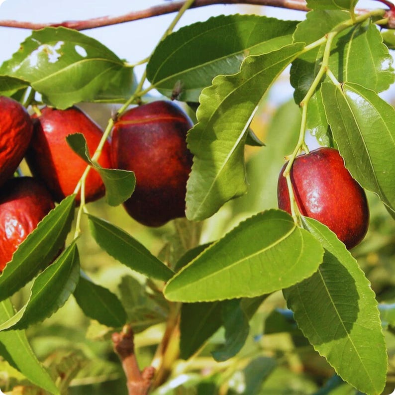 Puede incluir: Primer plano de una rama con varias frutas de azufaifo maduras, de color marr&oacute;n rojizo. Las frutas son de forma ovalada y est&aacute;n rodeadas de hojas verdes vibrantes. La imagen est&aacute; bien iluminada, destacando las texturas y colores de la fruta y el follaje.