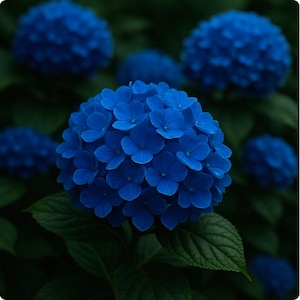以下が含まれることがあります： 鮮やかな青色の紫陽花の花のクローズアップ。球状の花頭は、多数の小さく繊細な花びらで構成されています。濃い緑色の葉がコントラストのある背景を提供し、自然の美しさを視覚的に印象的に表現しています。