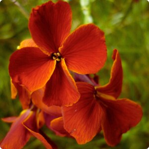 Erysimum cheiri Frön 100+ | Engelsk väggblomma Doftande trädgårds- och krukblommor