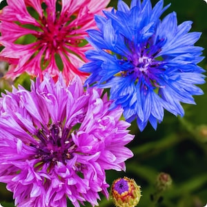 May include: Close-up of three vibrant cornflower blossoms in shades of pink, blue, and purple. The flowers have delicate, layered petals and a dark center. The image showcases the natural beauty of these colorful blooms.
