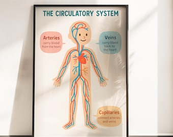 Circulatory System Art Print, Kids Anatomy Poster, Science Classroom Decor (Digital Download)