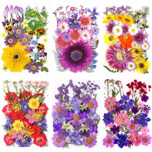 May include: Six rectangular compositions of pressed flowers in various colors. Each arrangement features a variety of blooms, including yellow gerberas, purple daisies, and red, pink, and blue wildflowers. The flowers are arranged on a white background.